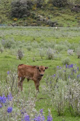 Meadow at Laguna 513 Trailhead