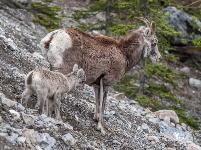 Mineral Lick on Alaska Highway