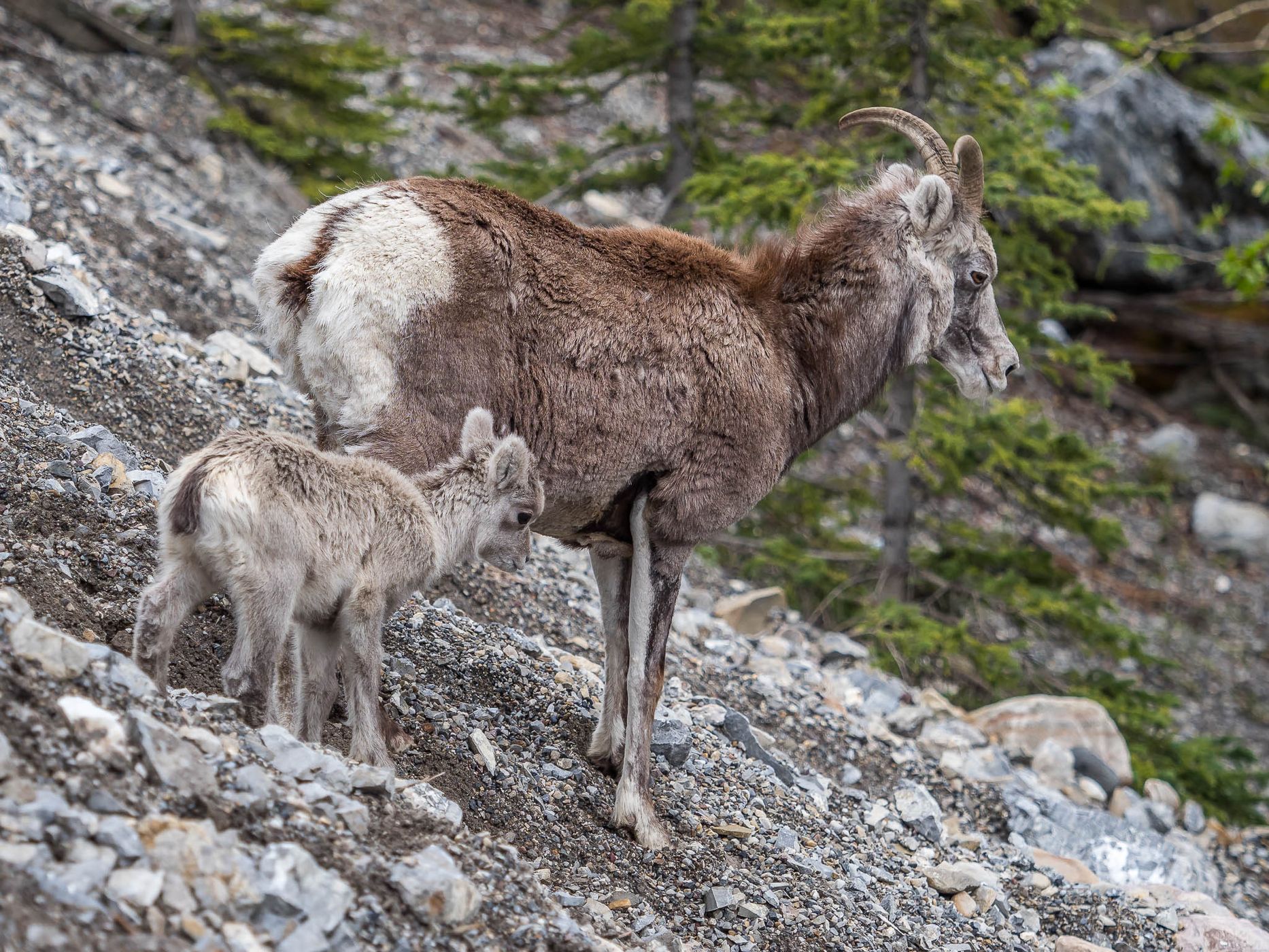 Mineral Lick on Alaska Highway, Canada