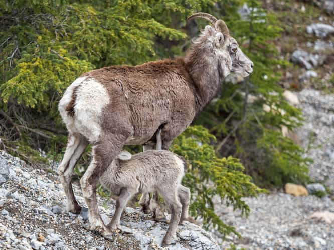 Mineral Lick on Alaska Highway