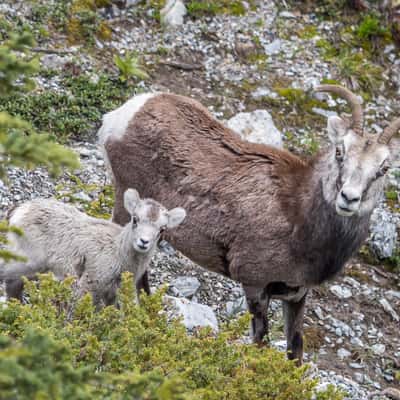 Mineral Lick on Alaska Highway, Canada