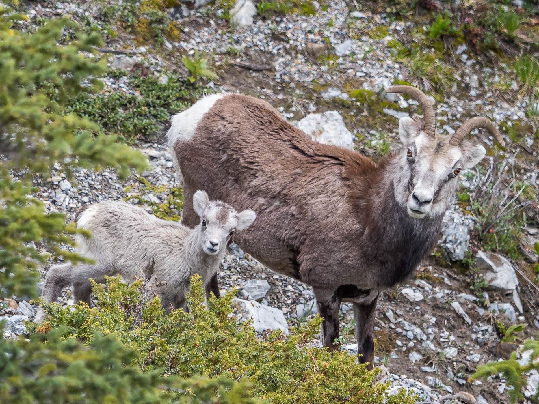Mineral Lick on Alaska Highway, Canada