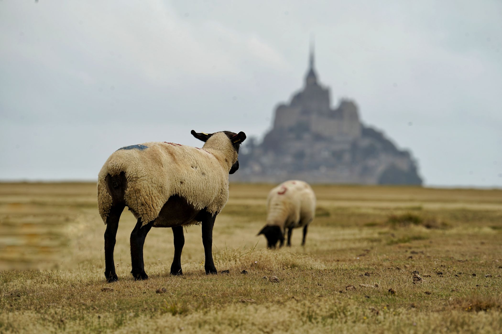 Mont St Michel, France
