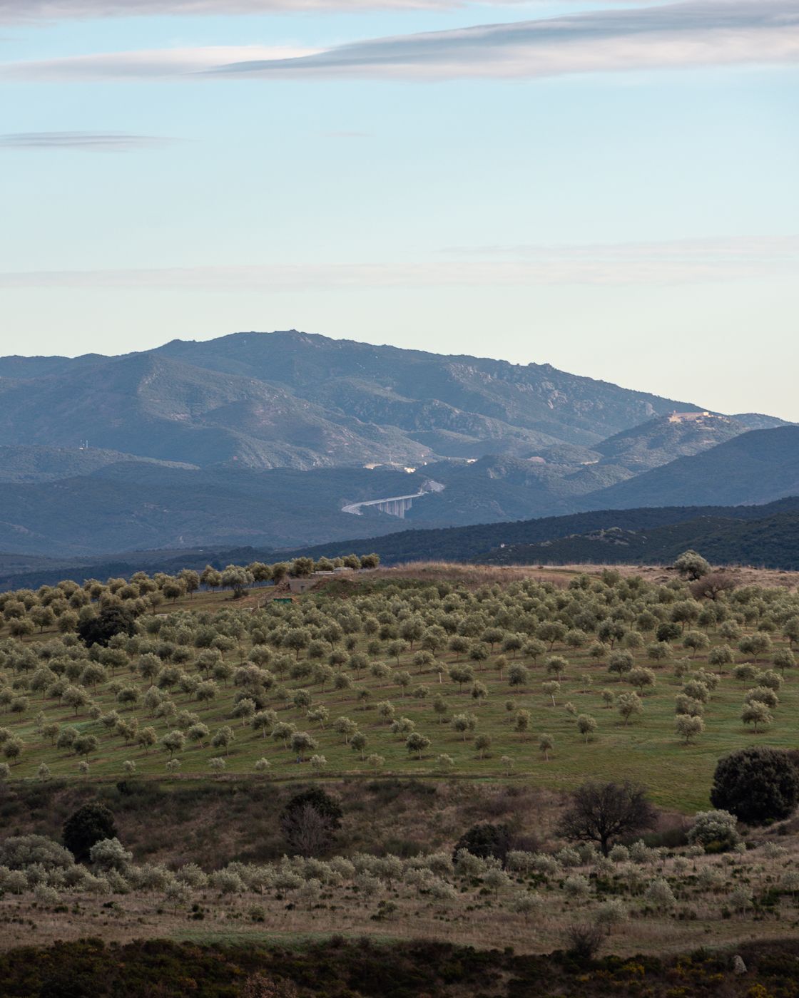 Olive fields viewpoint, France