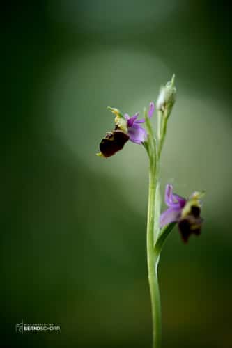 Orchideenpfad Gersheim