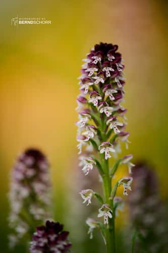 Orchideenpfad Gersheim