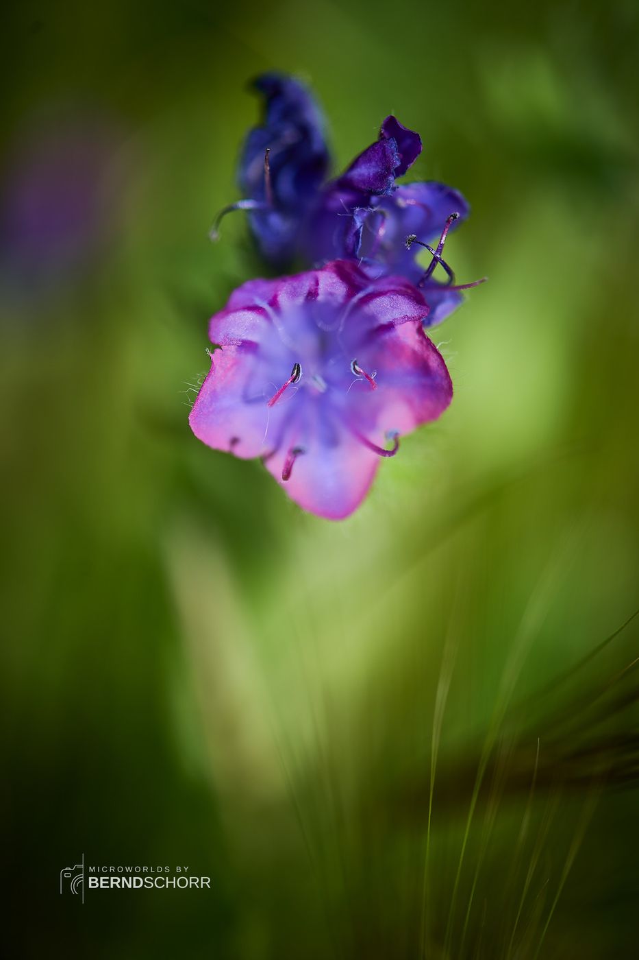 Orchideenpfad Gersheim, Germany