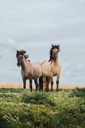 Osstvaardersplassen, Flevoland