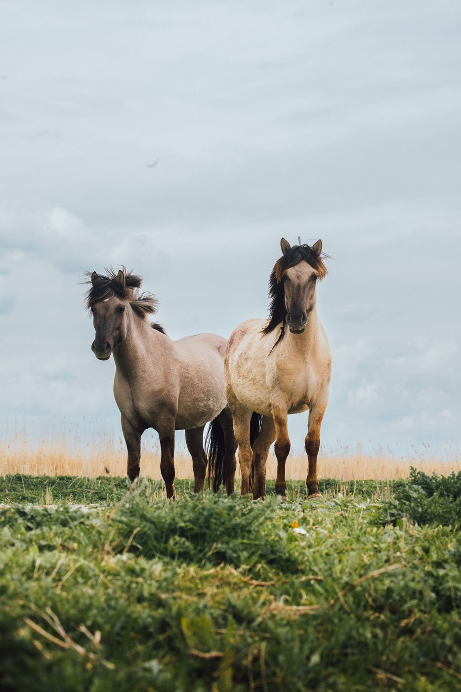 Osstvaardersplassen, Flevoland, Netherlands