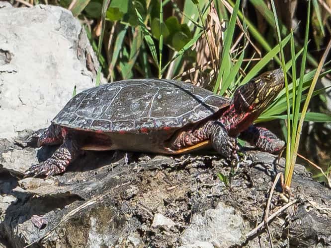 Ottawa National Wildlife Refuge