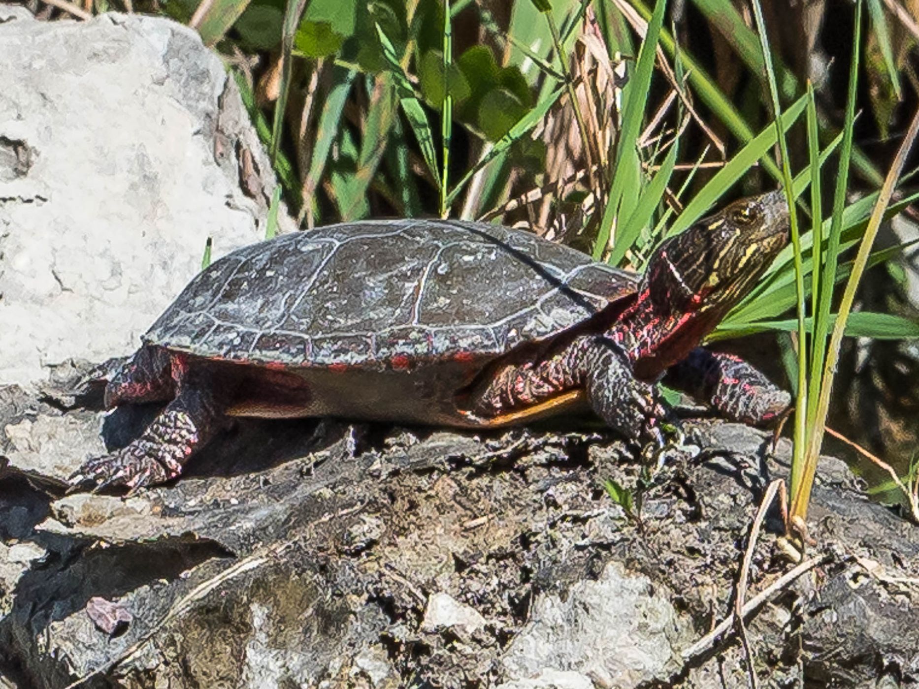 Ottawa National Wildlife Refuge, USA