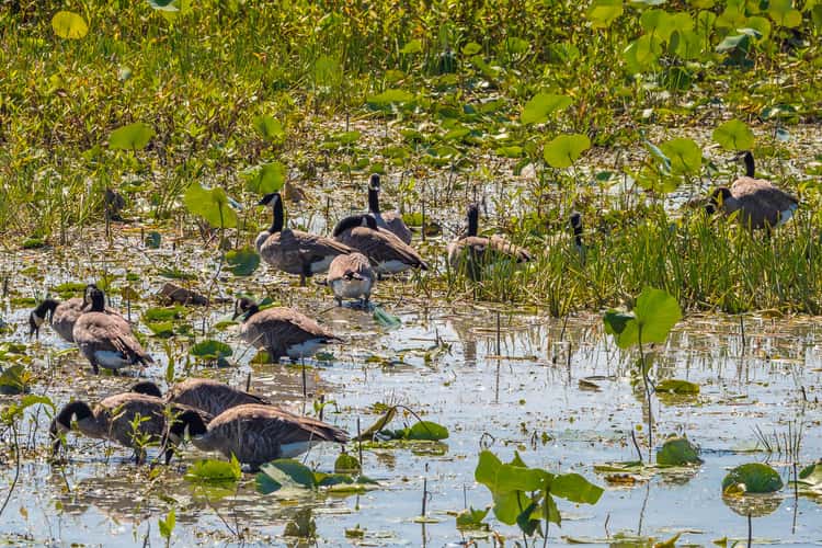 Ottawa National Wildlife Refuge