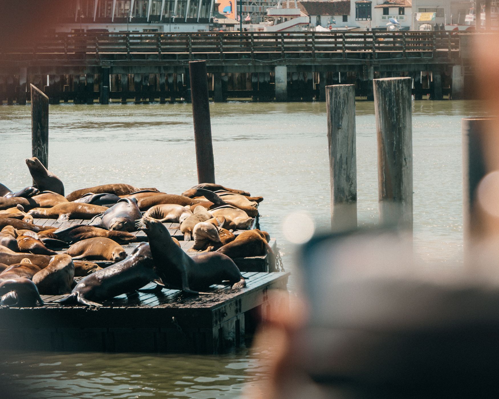 Pier 39, Sea Lion Colony, USA