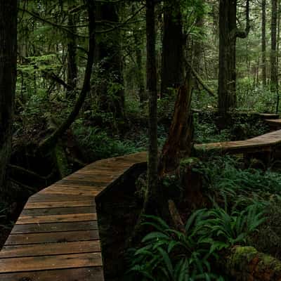 PNW Rainforest, Canada