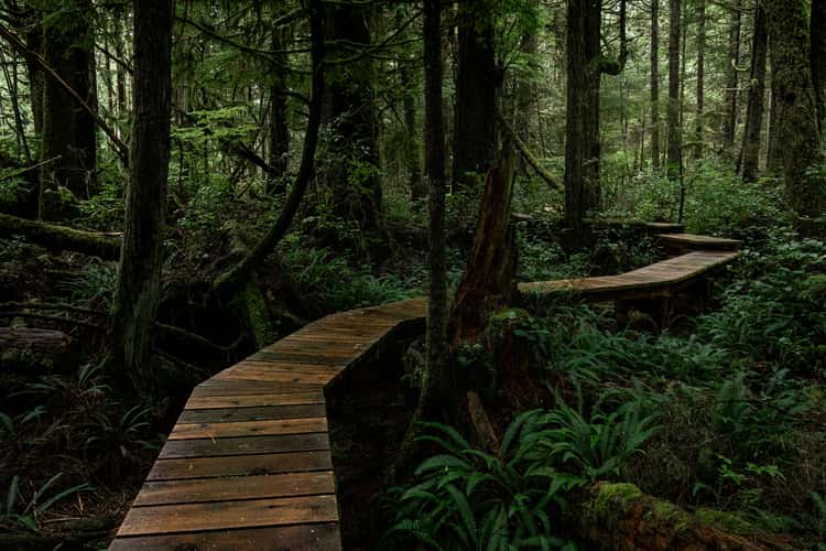 PNW Rainforest