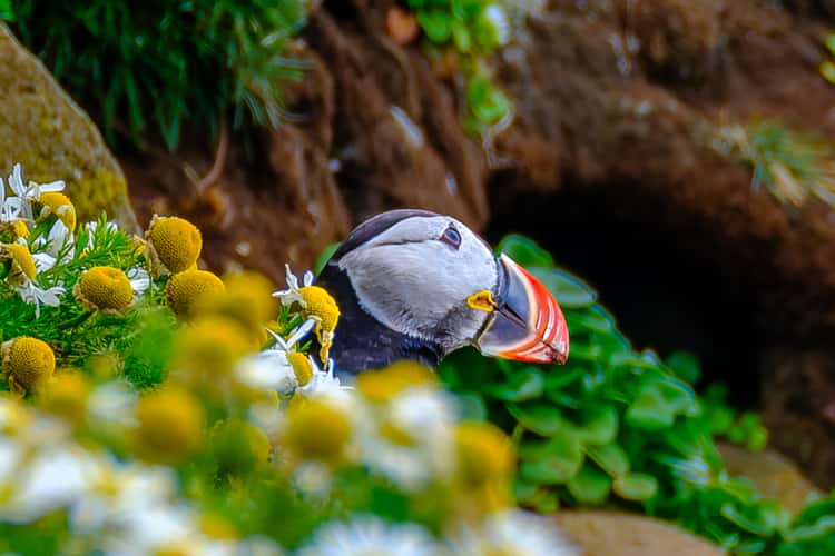 Puffin