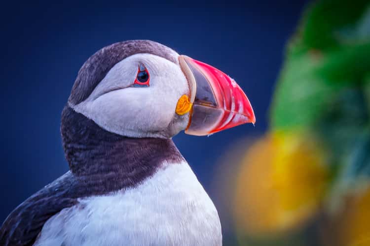 Puffins on the cliff