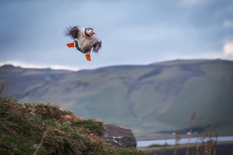 Puffins on the cliff