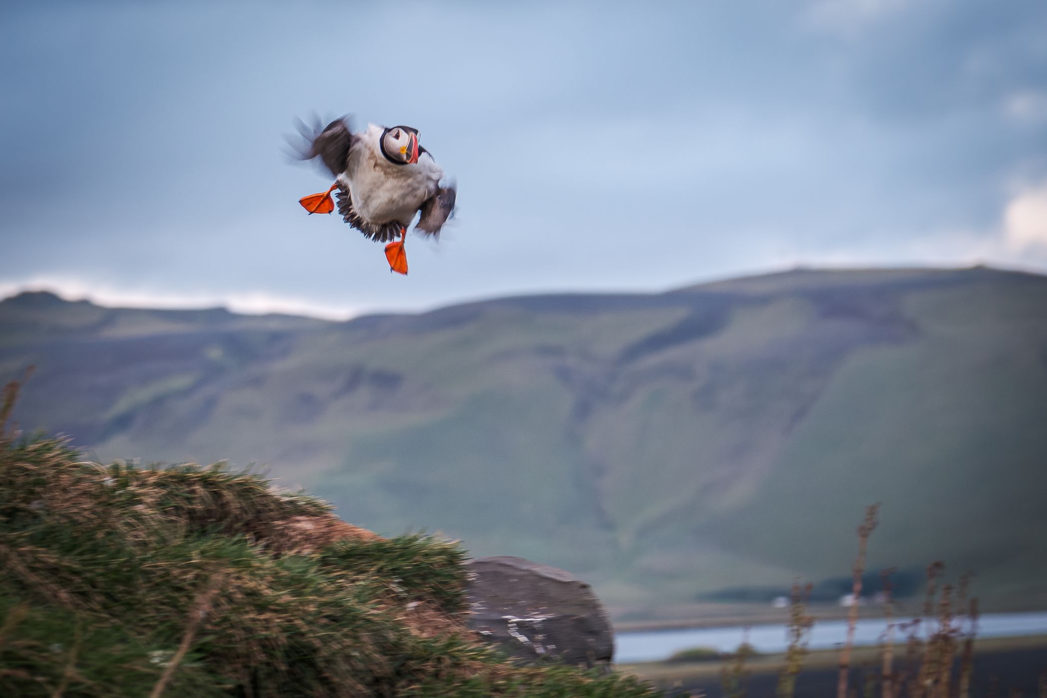 Puffins on the cliff, Iceland