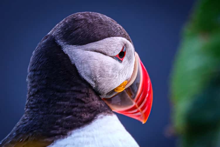 Puffins on the cliff