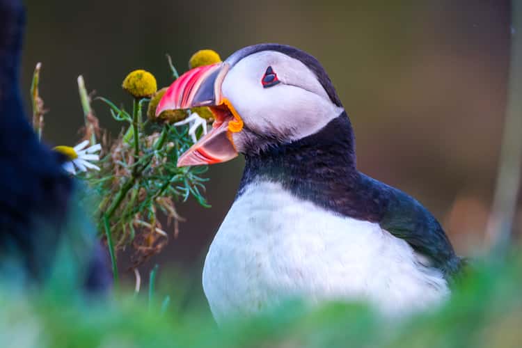 Puffins on the cliff