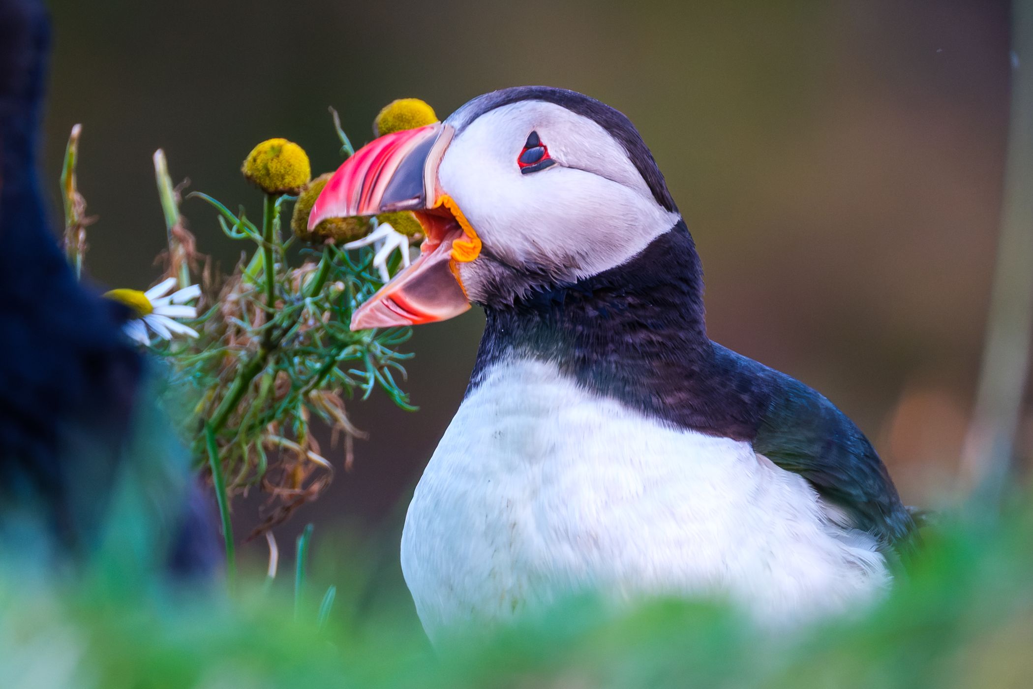 Puffins on the cliff, Iceland