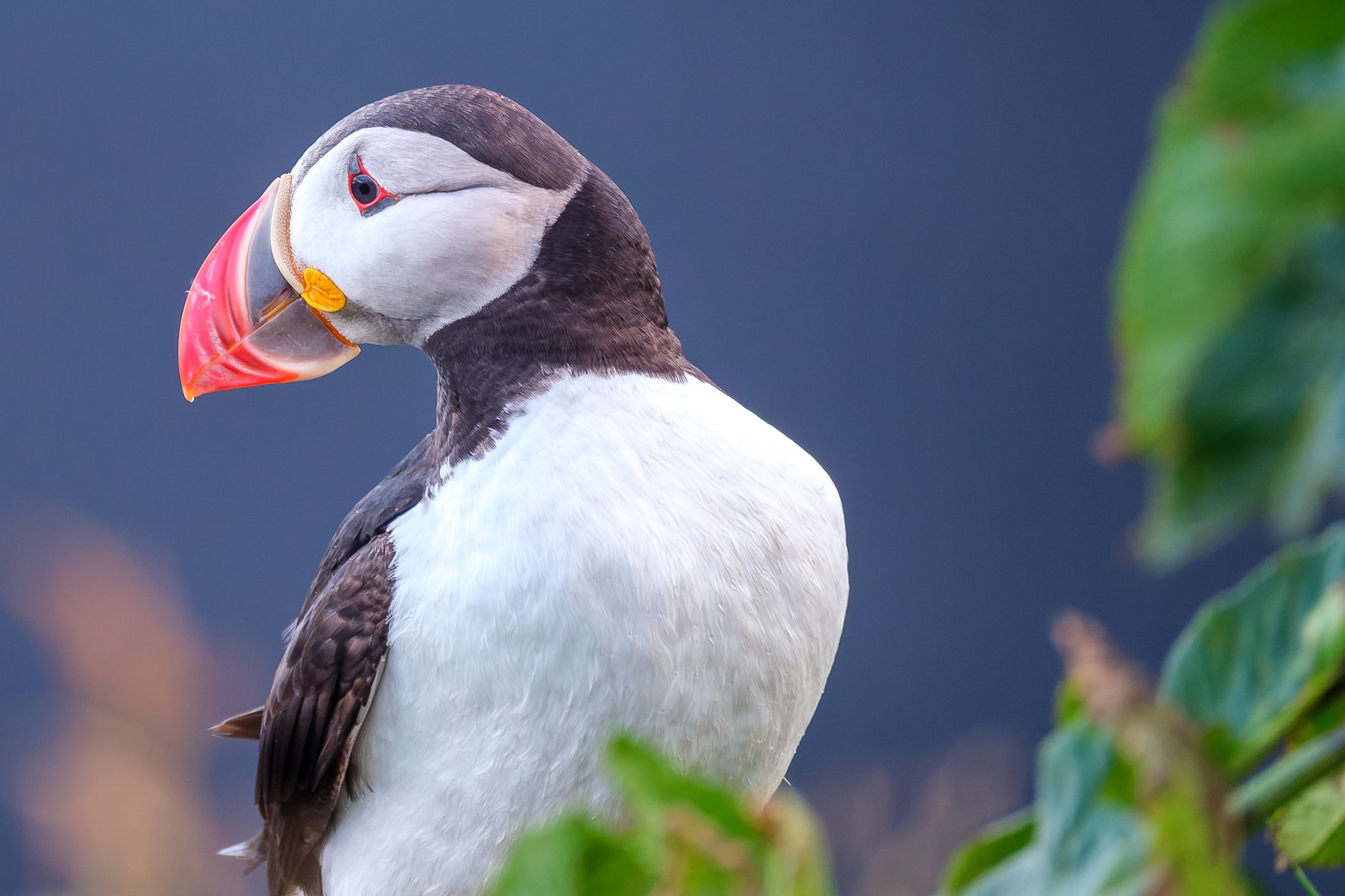 Puffins on the cliff, Iceland