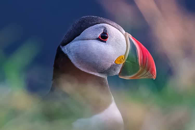 Puffins on the cliff