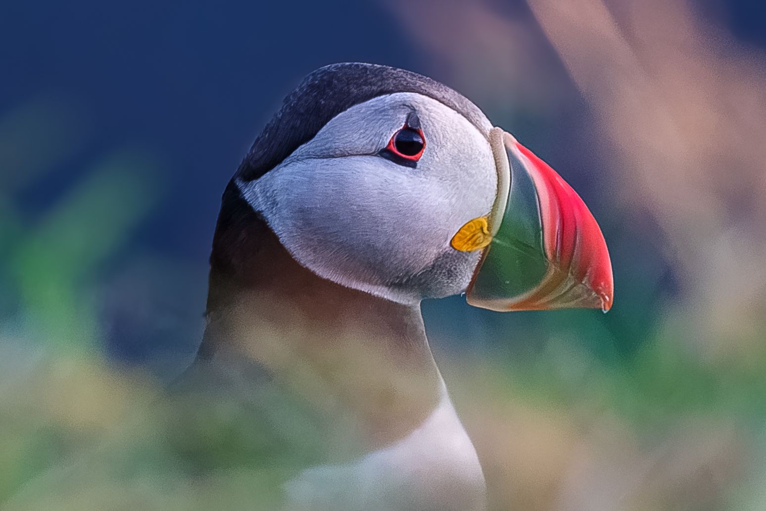 Puffins on the cliff, Iceland