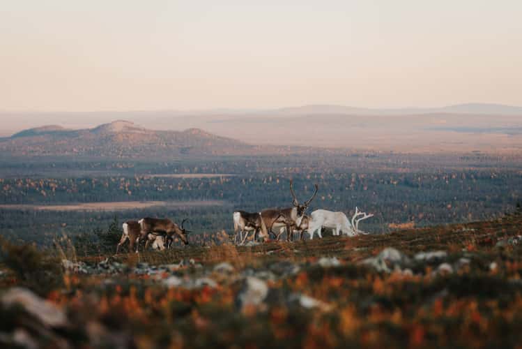 Reindeer at Ukko-Luosto, Pyhä-Luosto-Nationalpark