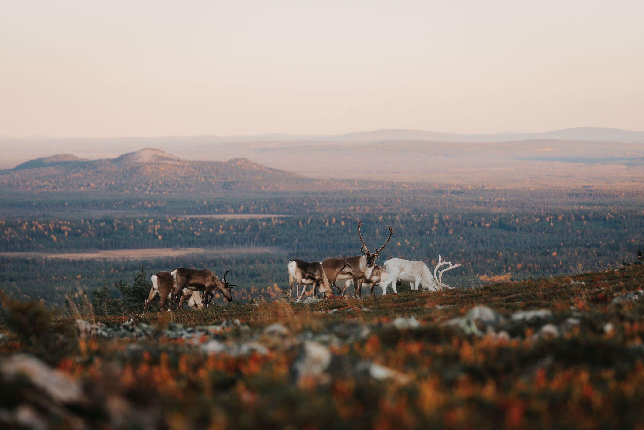 Reindeer at Ukko-Luosto, Pyhä-Luosto-Nationalpark, Finland