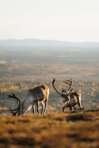 Reindeer at Ukko-Luosto, Pyhä-Luosto-Nationalpark