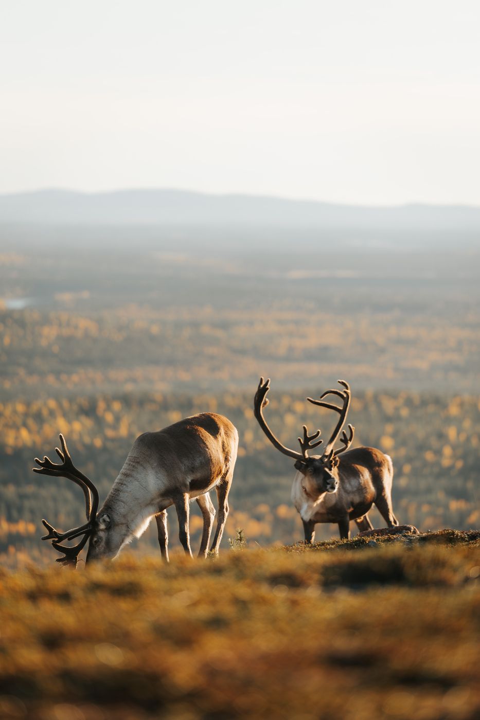 Reindeer at Ukko-Luosto, Pyhä-Luosto-Nationalpark, Finland