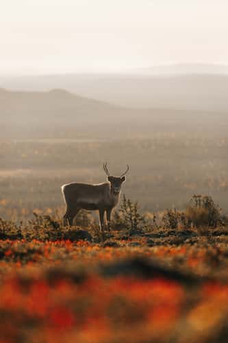 Reindeer at Ukko-Luosto, Pyhä-Luosto-Nationalpark