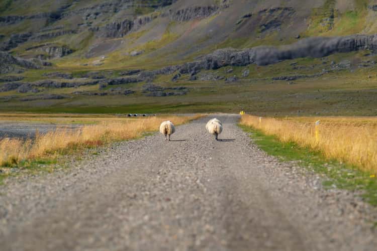 Ringroad Sheep