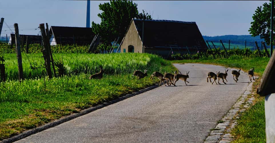 Run, rabbit, run!