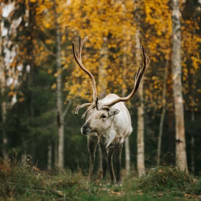 Rykimäoja near Kopara park, Luosto-Pyhä National Park, Finland