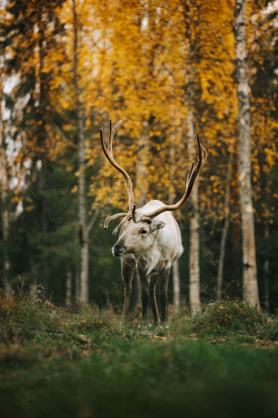 Rykimäoja near Kopara park, Luosto-Pyhä National Park, Finland