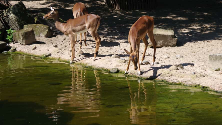 Sambesi in Hannover Zoo