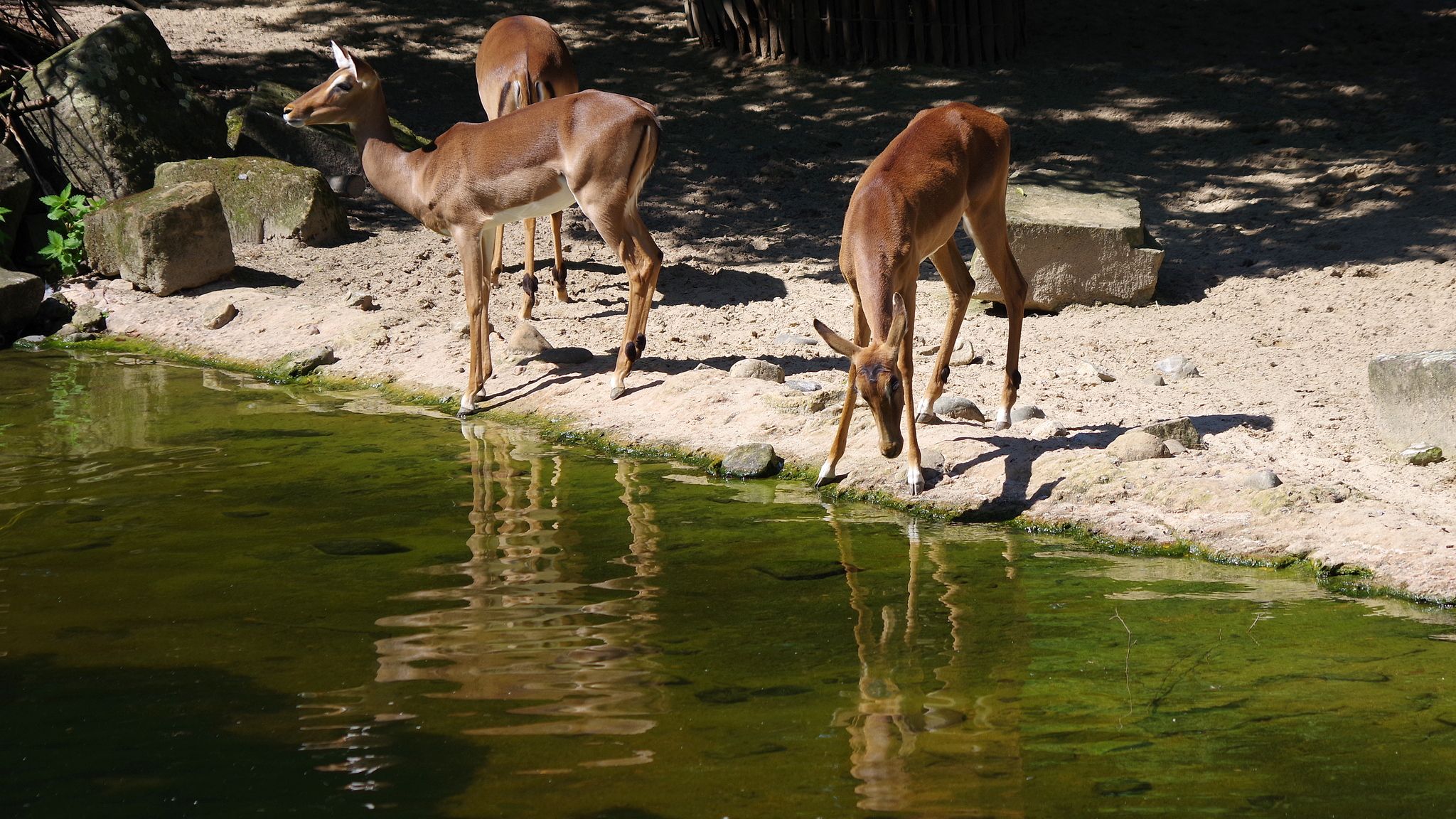 Sambesi in Hannover Zoo, Germany