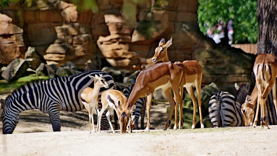 Sambesi in Hannover Zoo