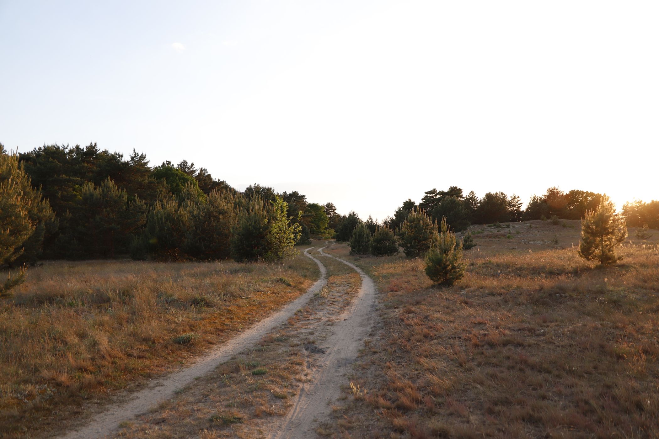 Sanddünen in den Taufwiesenbergen, Germany
