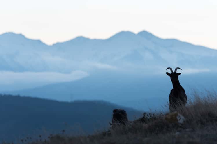 Sant Martí de la Roca (Canigou viewpoint)