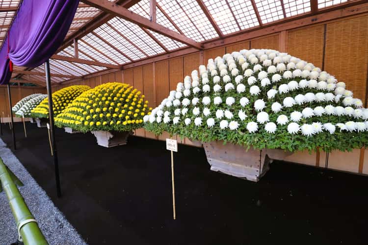 Shinjyuku Gyoen