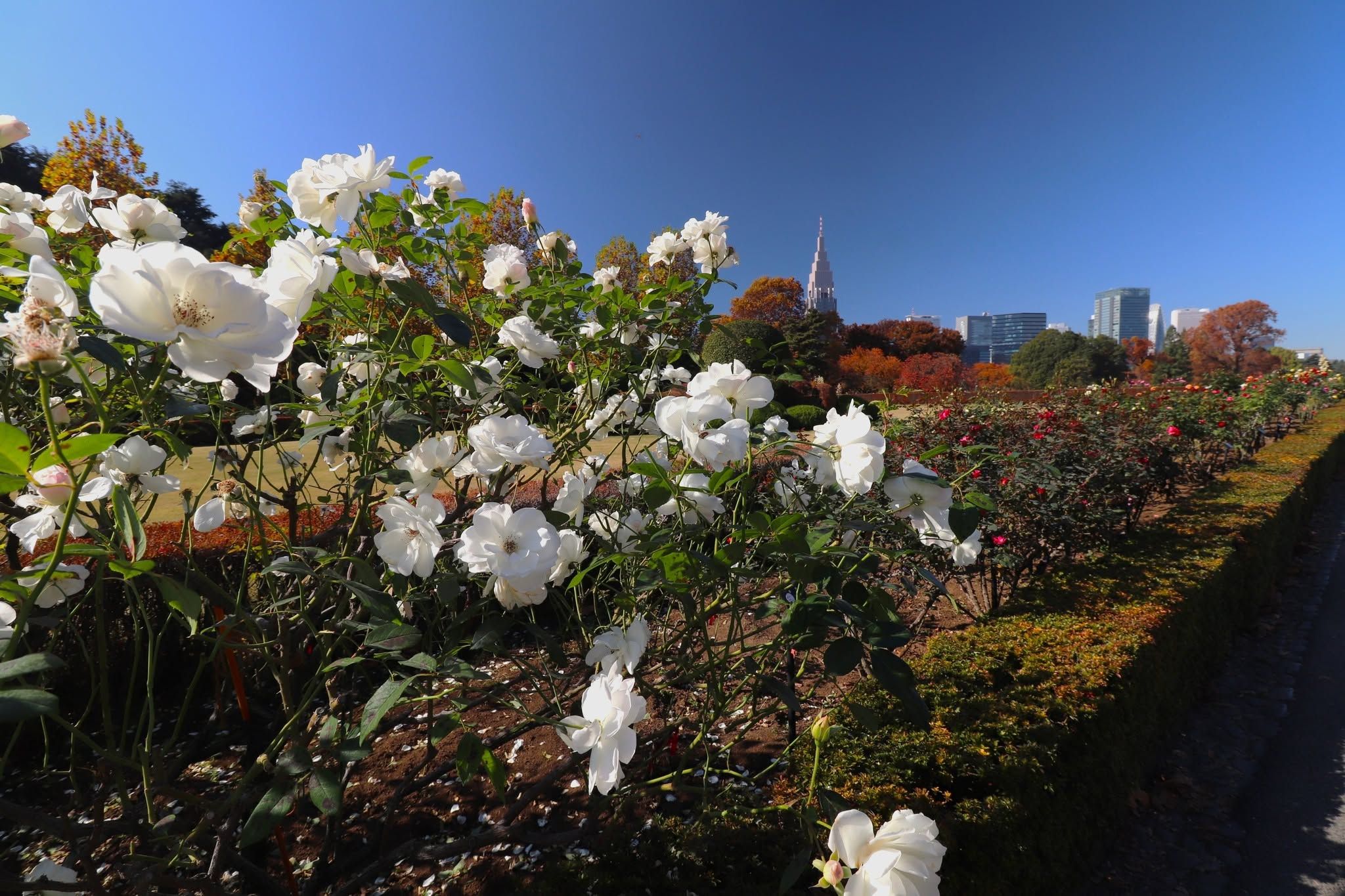 Shinjyuku Gyoen, Japan