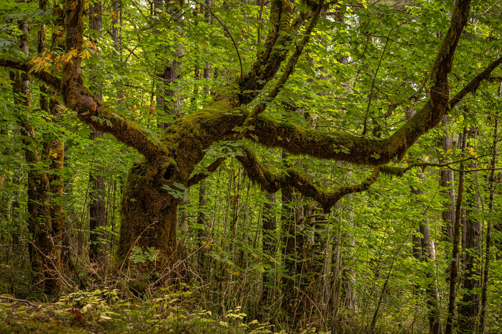 Sproat Lake Provincial Park, Canada