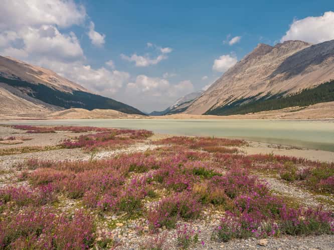 Sunwapta Lake