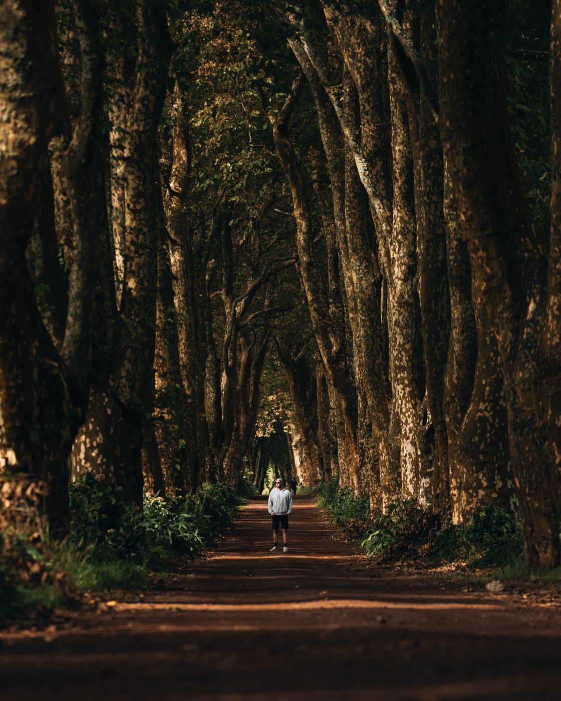 Sycamore alley at Alameda dos Plátanos, Portugal