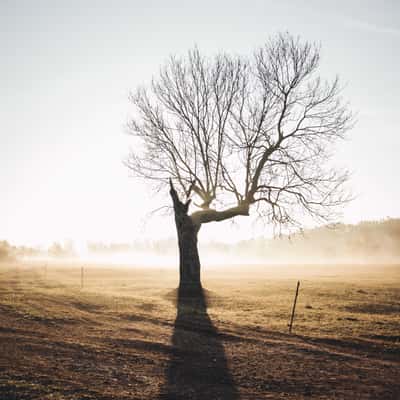 'The Ehle Tree', Germany