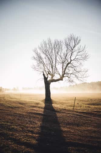 'The Ehle Tree'
